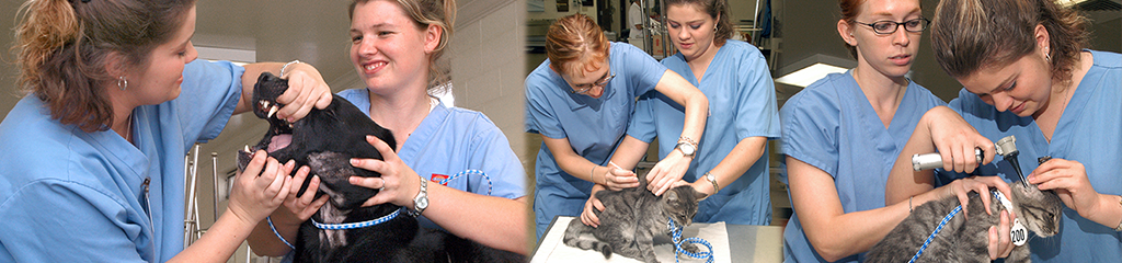 Veterinarian students practicing on live animals