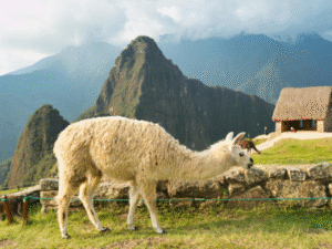 White llama in the foreground eating grass, with backdrop of mountain and a barn roof,
